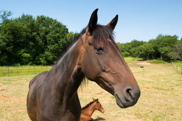 Brown horse with foal