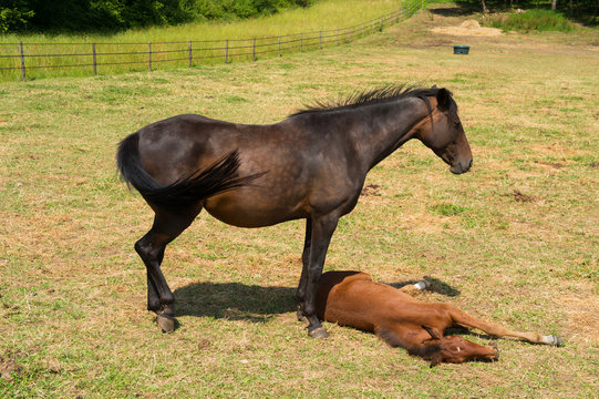 Brown horse with foal