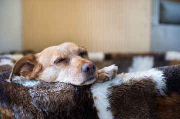 Sleepy cross breed dog in basket - Powered by Adobe