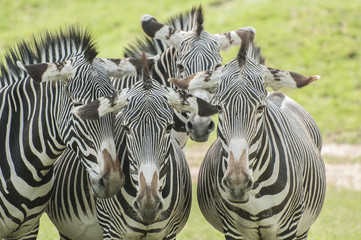 Fototapeta na wymiar Grévy's zebra