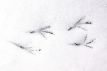 Four bird foot prints in snow