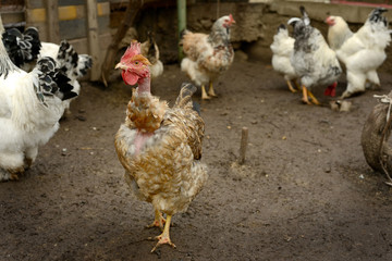 Brown Chicken on a Farm next to other
