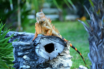Iguana sitting on a trunk in the middle of a forest