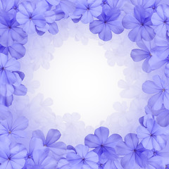 border or background with blue plumbago flower
