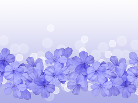 Fototapeta border or background with blue flower plumbago