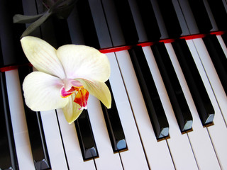 Piano keys with a flower, musical background.
