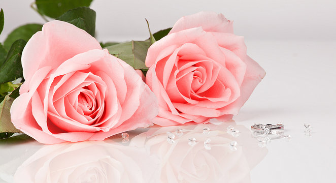 Pink roses with diamond ring on white background
