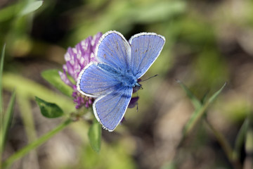 Blue butterlfy macrophoto.