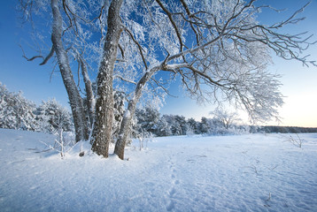 Tree covered with ice