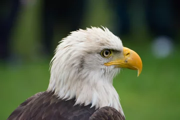 Foto op Plexiglas American eagle © andrix
