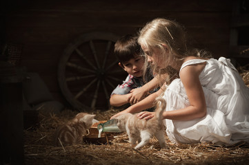 Boy and girl young kittens fed milk in a rustic barn