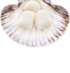 Fresh Scallops in shell ,isolated