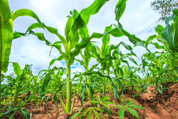 Corn field