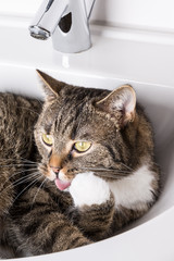 Katze im Waschbecken bei Fellpflege