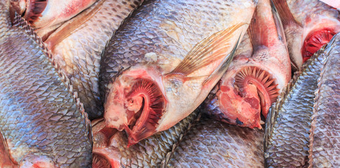 Raw Tilapia fish for cooking