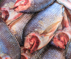 Raw Tilapia fish for cooking