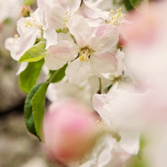 Obraz premium Bliss of spring