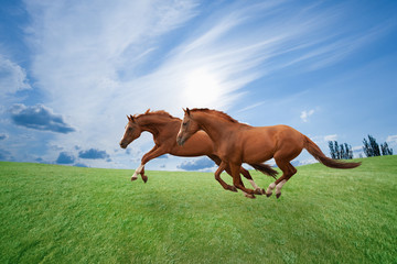 Fototapeta premium Running horses