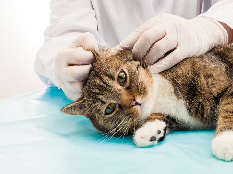 Tierarzt bei Behandlung Milben in Ohr von Katze