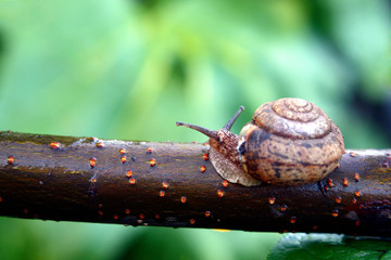 Snail