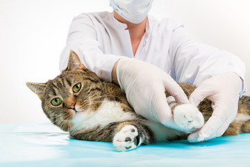 Tierarzt bei Behandlung anlegen Verband