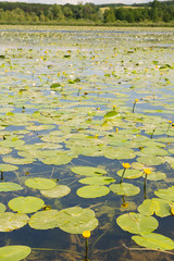 Lake with water lilies and yellow Brandy-bottles
