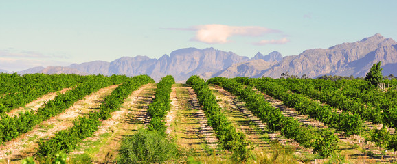 Lemon orchard and mountain lanscape, South Africa Western Cape - 60983465