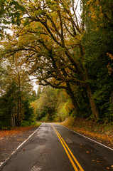 Vertical view of empty autumn road in USA. Slippery road after rain.