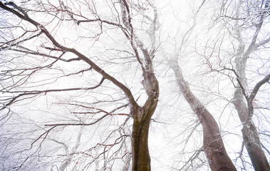 Nice winter scene