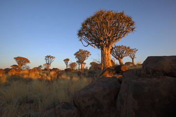 Sunrise at Quiver Tree Forest