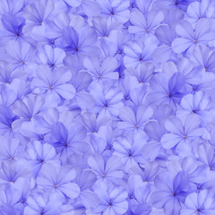 Blue plumbago flower background