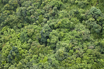 Jungle in Cat Ba National Park in Vietnam