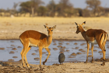 Impalas at Nxai Pan NP