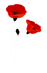 coquelicots