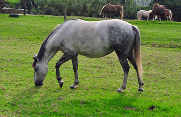 Obraz na płótnie Canvas Horse on a farm