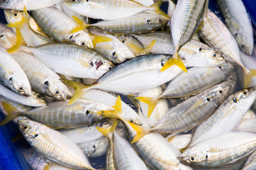 Fresh fish in the market