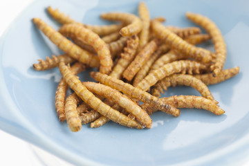 edible roasted and spiced mealworms