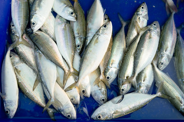 Fototapeta premium Fresh fish in the market