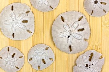 Several old sand dollars on wood background