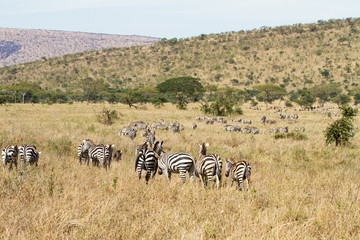 Fototapeta na wymiar Zebras grazing in Tanzania