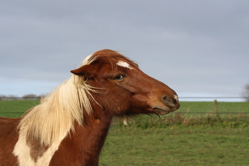 Poney mécontent