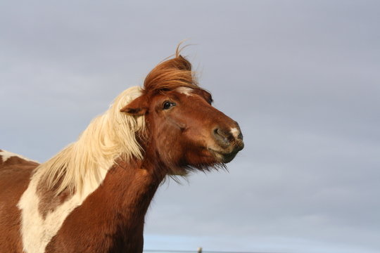 Ponette qui se secoue