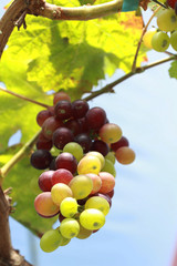 fresh grapes in the vineyard