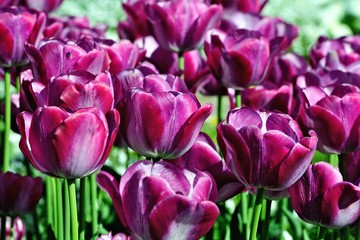 Fototapeta premium Tulpen