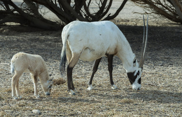 Antelope Oryx in Israeli nature reserve near Eilat