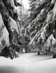 trees in mountains © Radoslaw Maciejewski