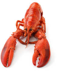 boiled lobster isolated on white background