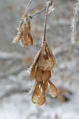 Twig of tree hoar-frost covered
