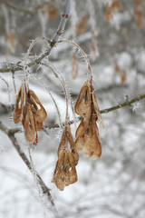 Twig of tree hoar-frost covered