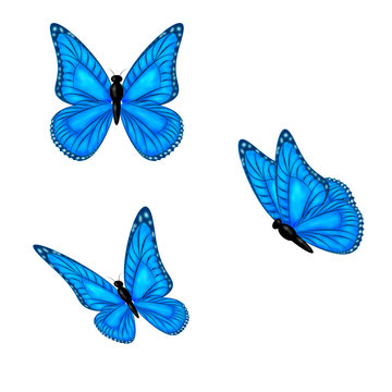 Three blue Butterflies